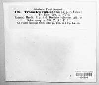 Daedaleopsis confragosa image